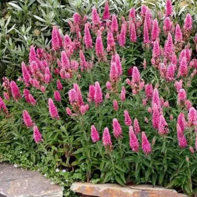 Вероника РОЗЕА колосковая в Речице