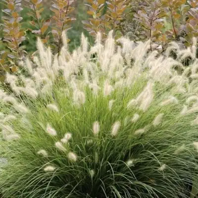 Пеннисетум ХАМЕЛН в Речице