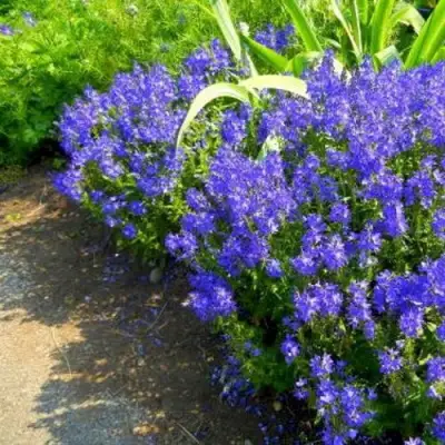 Вероника РОЯЛ БЛЮ большая в Речице