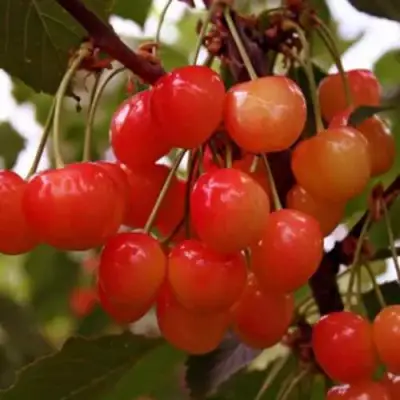 Черешня ДОНЧАНКА в Речице