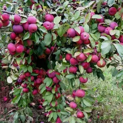 Яблоня ФЛОРИНА в Речице