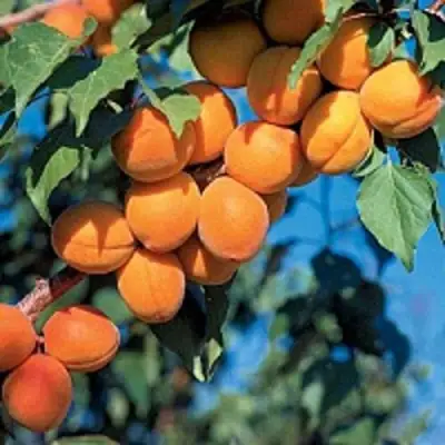 Абрикос ХАРКОТ в Речице