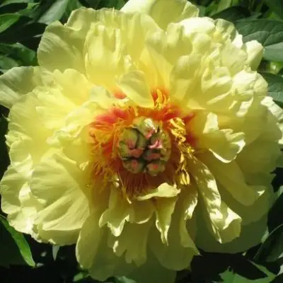 Пион ЗОЛОТАЯ КОРОНА древовидный в Речице