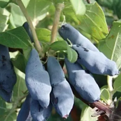 Жимолость съедобная НИМФА (ГАММА) в Речице