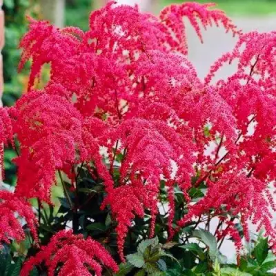 Астильба РЕД ЧАРМ Арендса в Речице