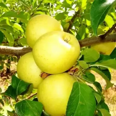 Яблоня ГОЛДЕН ДЕЛИШЕС в Речице