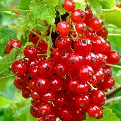 Смородина красная НЕНАГЛЯДНАЯ в Речице