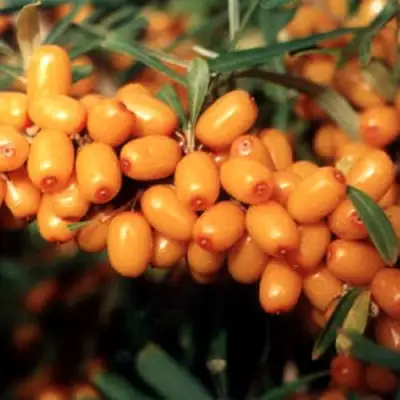 Облепиха ДАР МГУ в Речице