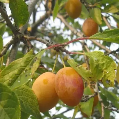 Слива НАТАША в Речице