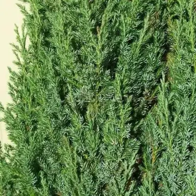 Можжевельник ХИБЕРНИКА обыкновенный  в Речице