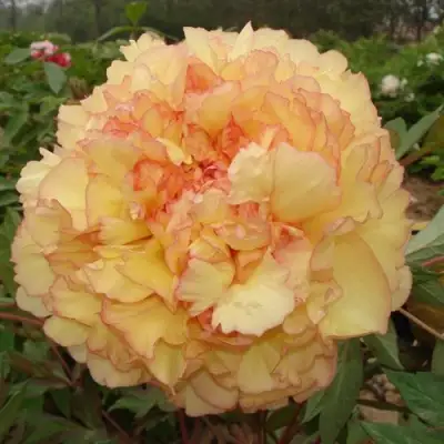 Пион ЗОЛОТАЯ РОССЫПЬ древовидный в Речице