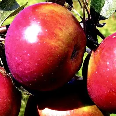 Яблоня ВЕСЯЛИНА в Речице