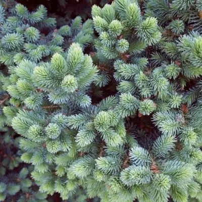 Ель ЭХИНИФОРМИС сизая в Речице