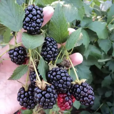 Ежевика ОУАЧИТА бесшипная  в Речице