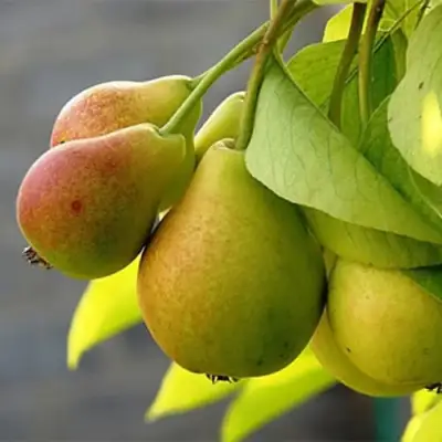 Груша СЕВЕРЯНКА в Речице