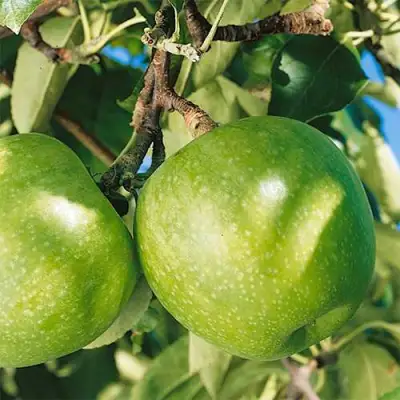 Яблоня ГРЕННИ СМИТ в Речице