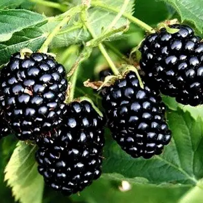 Ежевика ПРАЙМ АРК ТРЕВЕЛЕР ремонтантная  в Речице