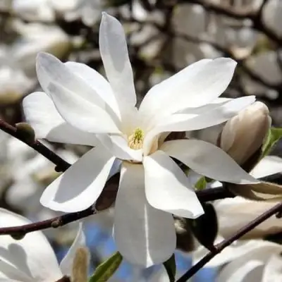 Магнолия ЛЕБНЕРА МЕРРИЛЛ в Речице