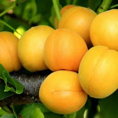 Абрикос ЦАРСКИЙ в Речице