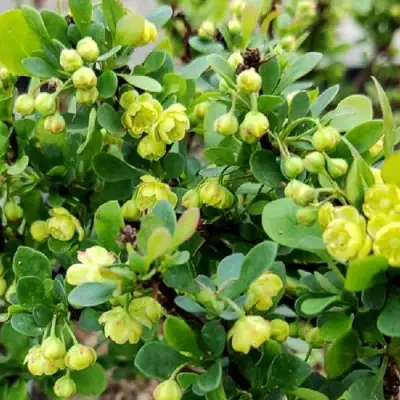 Барбарис КОБОЛЬД тунберга в Речице