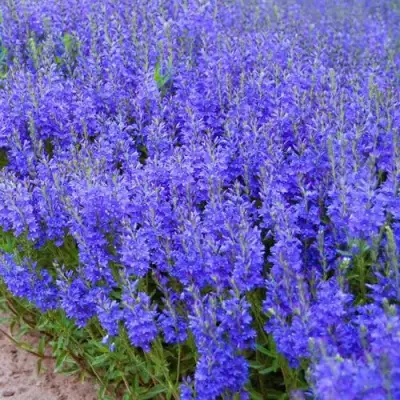 Вероника австрийская в Речице