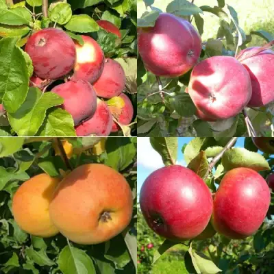 Комплект ЯБЛОНЕВЫЙ КВАРТЕТ в Речице