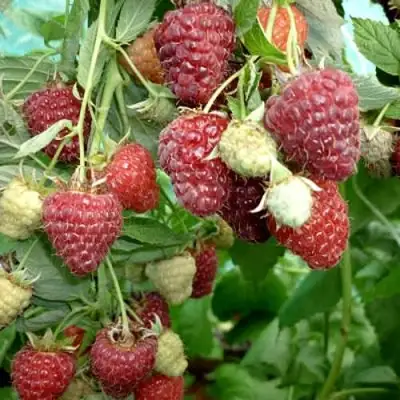 Малина ЖАР-ПТИЦА в Речице