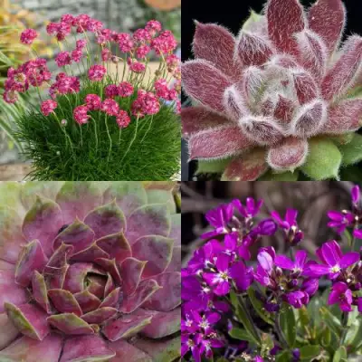 Комплект МИНИ САД в Речице