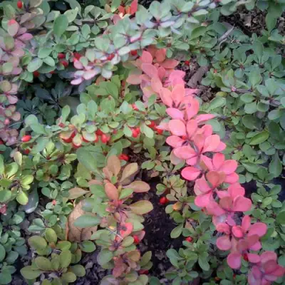 Барбарис ГРИН КАРПЕТ тунберга в Речице