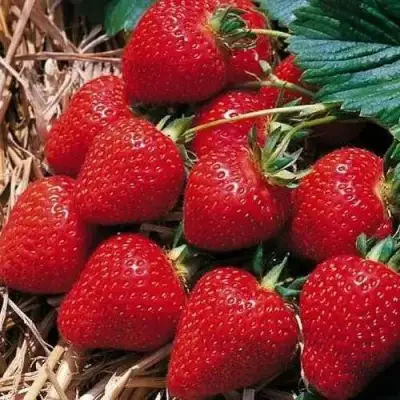 Клубника КИМБЕРЛИ в Речице