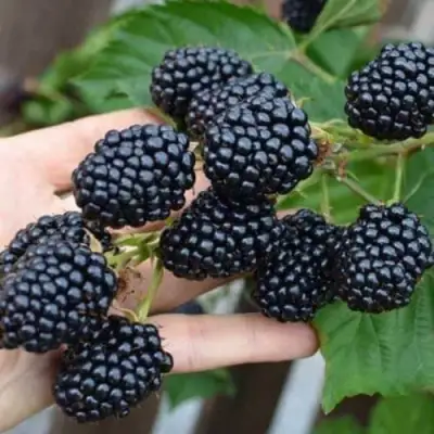 Ежевика ДЖАМБО бесшипная  в Речице