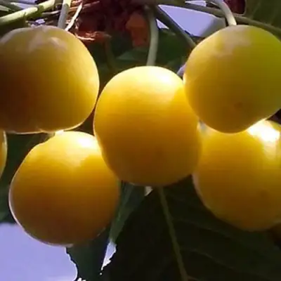 Черешня ЧЕРМАШНАЯ в Речице