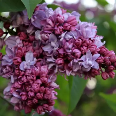 Сирень П.П.КОНЧАЛОВСКИЙ в Речице