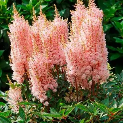 Астильба ЛУК ЭТ МИ японская в Речице