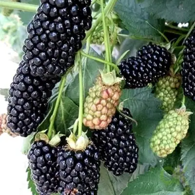 Ежевика ПРАЙМ АРК 45 ремонтантная   в Речице