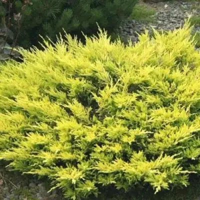 Можжевельник ЛАЙМ ГЛОУ горизонтальный  в Речице