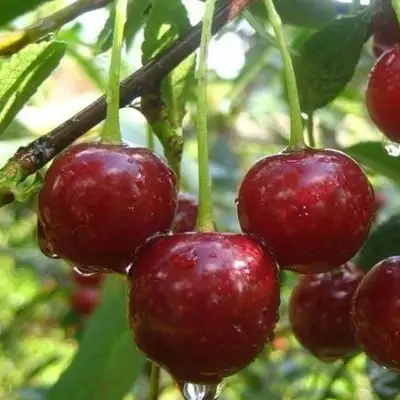 Вишня ВОЛОЧАЕВКА в Речице