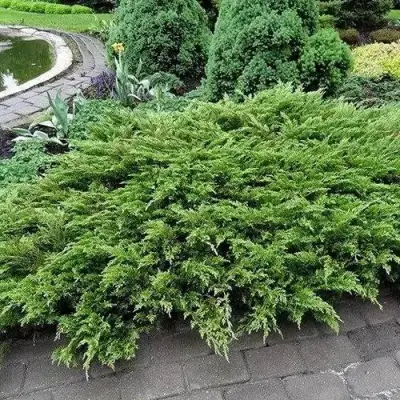 Можжевельник РОКЕРИ ДЖЕМ казацкий  в Речице