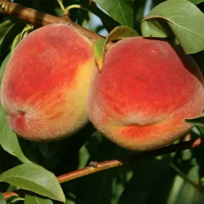 Персик МАРИЯ в Речице