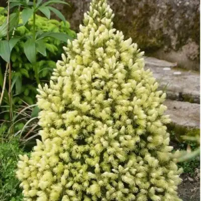 Ель МАЙГОЛД колючая в Речице