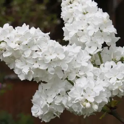 Сирень ФЛОРА в Речице