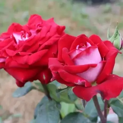 Роза АЛЬЯНС чайно-гибридная в Речице