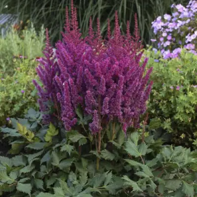 Астильба ВИЖНС китайская в Речице