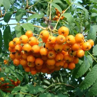 Рябина НЕВЕЖИНСКАЯ ЖЕЛТАЯ сладкоплодная в Речице