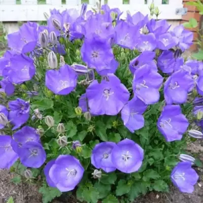 Колокольчик САНТА карпатский в Речице