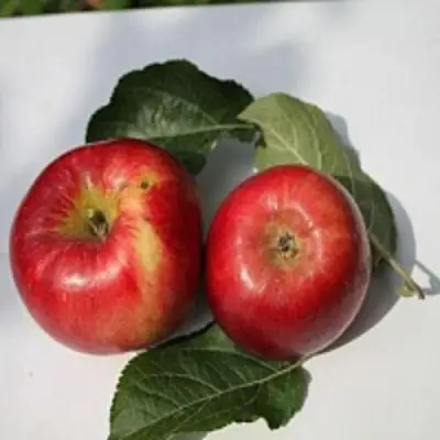 Яблоня РЕДФРИ в Речице