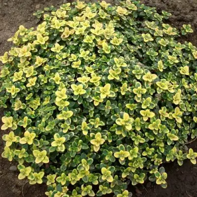 Тимьян ДОННА ВАЛЕЙ лимоннопахнущий в Речице