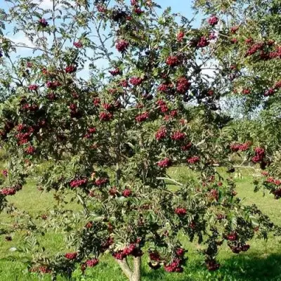 Рябина БУРКА сладкоплодная в Речице