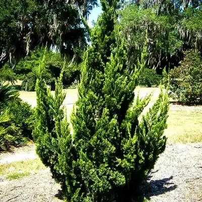 Можжевельник КАЙЗУКА китайский в Речице