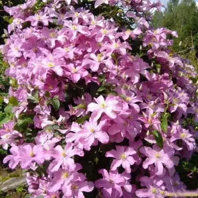 Клематис КОМТЕСС ДЕ БУШО в Речице